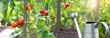 closeup on red tomatoes ripening in a vegetable garden attached to a guardian in green foliage.and steel watering can