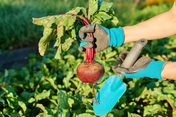 Wall Mural - Close-up of beet in hands of female farmer, farmer's market