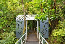 The Walkway To The Tāne Mahuta, Also Called "Lord Of The Forest", And The Largest Living Kauri Tree Is Protected To Prevent Visitors Leaving It And Walking Into The Forest.