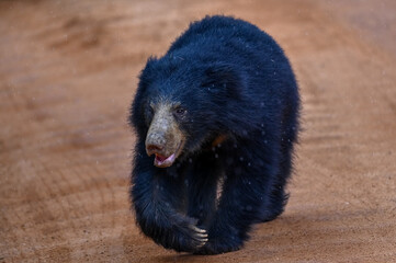 brown bear in the forest