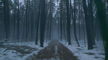 Dark Forest Wood Fog Smoke Haze Snow Winter Tree Black Evening