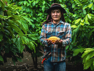 Wall Mural - agriculture yellow ripe cacao pods in the hands of a boy farmer, harvested in a cocoa plantation