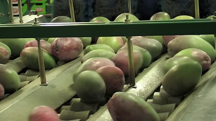 Poster - Mango fruit rolling in a industrial line of classification and packaging