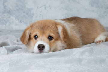 Canvas Print - cute welsh corgi puppy lying on a white background, cute pet