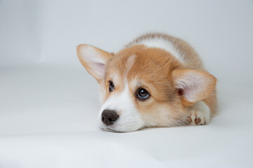 Canvas Print - cute welsh corgi puppy sad lying on a white background, cute pet