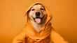 happy golden retriever dog dressed as a ninja