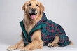 © Innese - Cute dog in plaid jacket