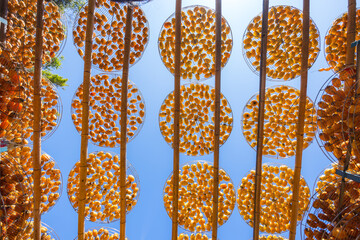 Canvas Print - Sun dried persimmon fruit dried persimmon processing