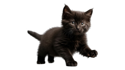 Naklejka na meble Cute fluffy kitten black isolated on white background