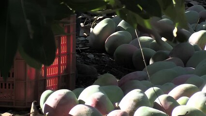 Canvas Print - Placing mangoes freshly harvested in boxes