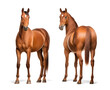 two American quarter horse, front and back view, isolated