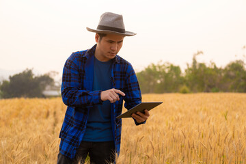 Agronomists examine and compare ripe wheat with young wheat. bountiful harvest concept Farmer with digital tablet in hand to check using technology