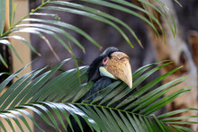 Wreathed Hornbill (Rhyticeros Undulatus) In Its Natural Glory