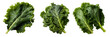 Kale png. Fresh lettuce leaf png. Spinach png. Green leafy vegetable png. Kale top view png. Kale flat lay png. Leaf cabbage png. Brassica oleracea png. Kale set png