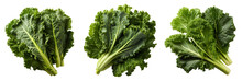 Kale Png. Fresh Lettuce Leaf Png. Spinach Png. Green Leafy Vegetable Png. Kale Top View Png. Kale Flat Lay Png. Leaf Cabbage Png. Brassica Oleracea Png. Kale Set Png