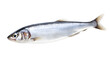 Raw fresh herring fish isolated on white background 