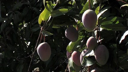 Wall Mural - Mangoes hanging in a mango tree