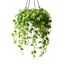 Hanging Plant, No Background