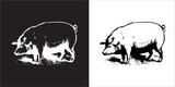 Fototapeta Pokój dzieciecy - Illustration vector graphics of pig icon