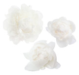 White peony flower isolated on white background.