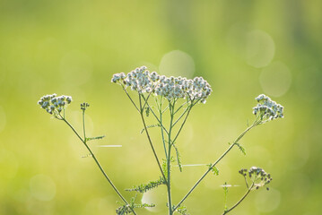 Wall Mural - white meadow flower on green background