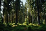 Fototapeta Las - A picturesque image capturing the beauty of a forest with abundant trees. Perfect for nature enthusiasts and those seeking tranquility in their surroundings