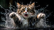 the head of a dissatisfied cat washed wet closeup on a black background with water drops