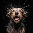 dog head washed wet closeup on a black background with water drops
