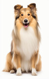 Fototapeta  - Shetland Sheepdog sitting and looking at the camera in front isolated of a white background