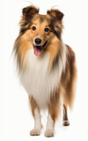 Fototapeta  - Shetland Sheepdog standing and looking at the camera in front isolated of a white background