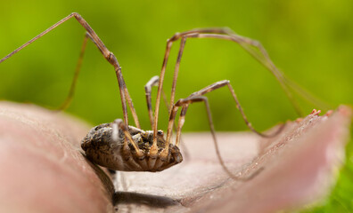 Wall Mural - Harvestman side view portrait