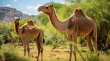 A Pair Of Camels Peacefully Grazing In The Lush Oasis Of An African Savannah