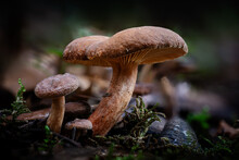 Candy Cap Mushroom, A Species Of Milk-caps , Growing Through The Leaf Mould Of A Forest Floor In The Dordogne Region Of France