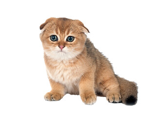 Sticker - scottish fold kitten in studio