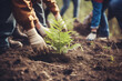 People planting forest. Volunteers hands with gloves planting saplings, small conifers trees seedling. Ecology, world environment day, volunteering, sustainable lifestyle. Arbor Day