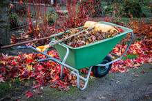 Clearing The Brightly Colored Autumn Leaves In The Garden With A Rake And Collecting Them In A Wheelbarrow, The Netherlands