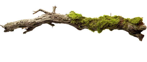 Rotten branch covered in green moss. Isolated on Transparent background.
