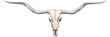 Texas longhorn skull Texas cow head isolated on transparent background ready for print