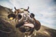 Wide angle view of a funny cow with tongue out. Cute nose. Close-up portrait of curious cow. Domesticated cow on grassy field near rough mountain ridge in autumn day. rural scene domestic cow.