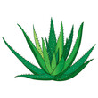 Outline Aloe vera with thick and fleshy leaf in green isolated on white background. 
