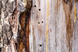 Lebensraum des Borkenkäfer. Schädling bohrt Löcher in Baum. Habitat of the bark beetle. Pest bores holes in trees. 