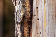 Borkenkäfer im Holz. Schädling bohrt Löcher in Baum. 
Bark beetle in the wood. Pest bores holes in trees. 