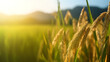 Paddy field landscape with ripening crops in autumn sunlight and yellow rice ears and rice bountiful harvest concept