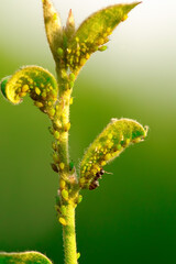 Wall Mural - Tiny Intruders: The Microscopic Life on a Rose Bud