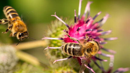 Sticker - Bee Bliss: Capturing the Beauty of Pollination on Burdock in Detail