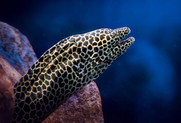 Wall Mural - Laced Moray (Gymnothorax favagineus) - Large Moray Eel