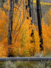 Wall Mural - Autumn Aspen forest in a forest burnt tree stand