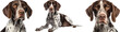 © mr_marcom - German shorthaired pointer dog isolated