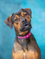 Wall Mural - studio shot of a cute dog on an isolated background