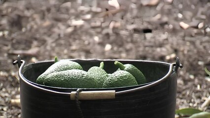 Poster - Placing avocados freshly harvested in a basket